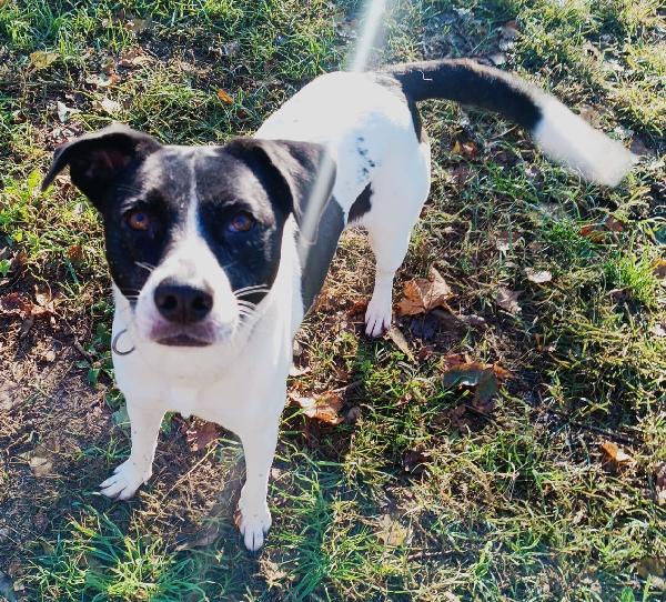 Polka dolcissima cagnoletta del 2020 Foto 3